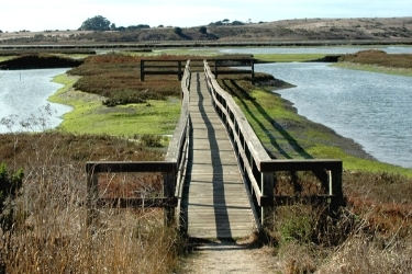 Bridge at Elkhorn Slough, California