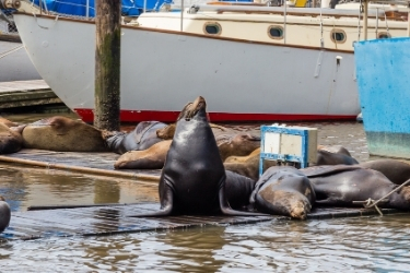 Sea Lions at Moss Landing Pier