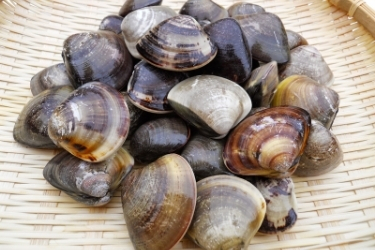 Fresh clams in a basket