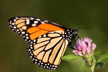 Monarch Butterfly standing in a flower