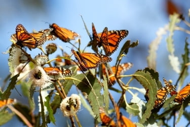 Monarch Butterflies