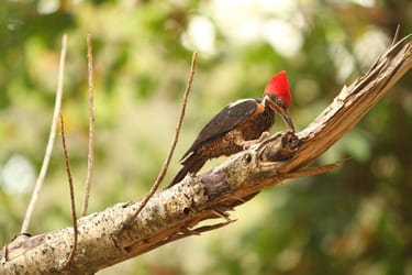 Woodpecker on a tree