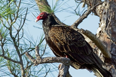 Turkey Vulture on a tree