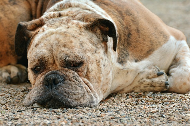sad dog