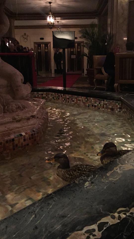 The Famous Peabody Ducks