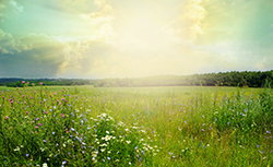 Relief for Louisiana Allergy Sufferers