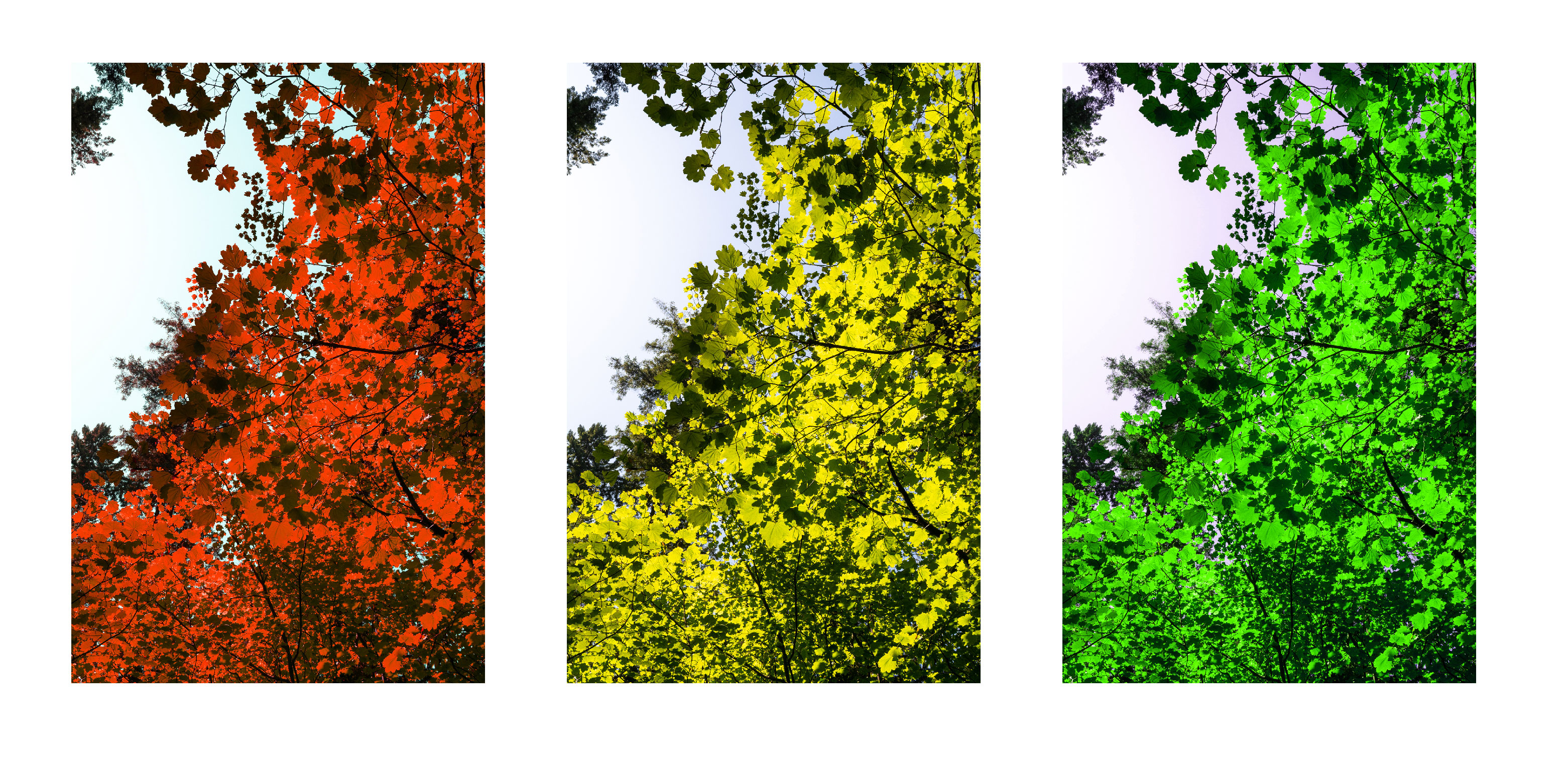 Different hues added to photograph of leaves