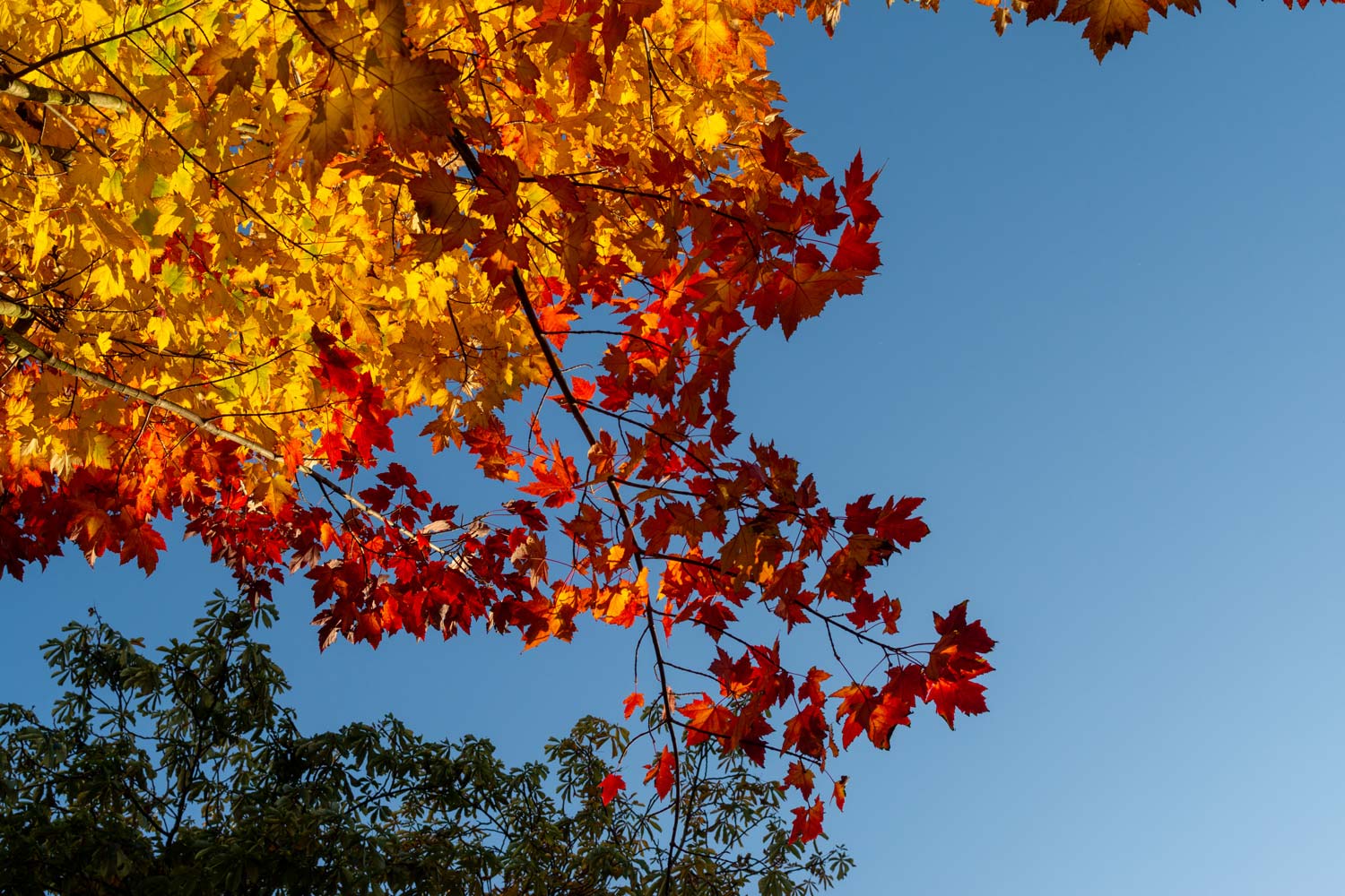 Autumn leaves in Vancouver, BC