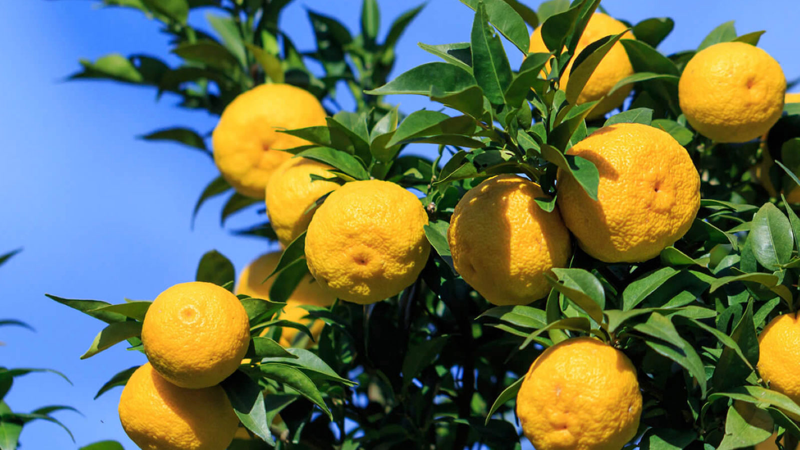 日本柚子精油 | Siuroma 雪香緣