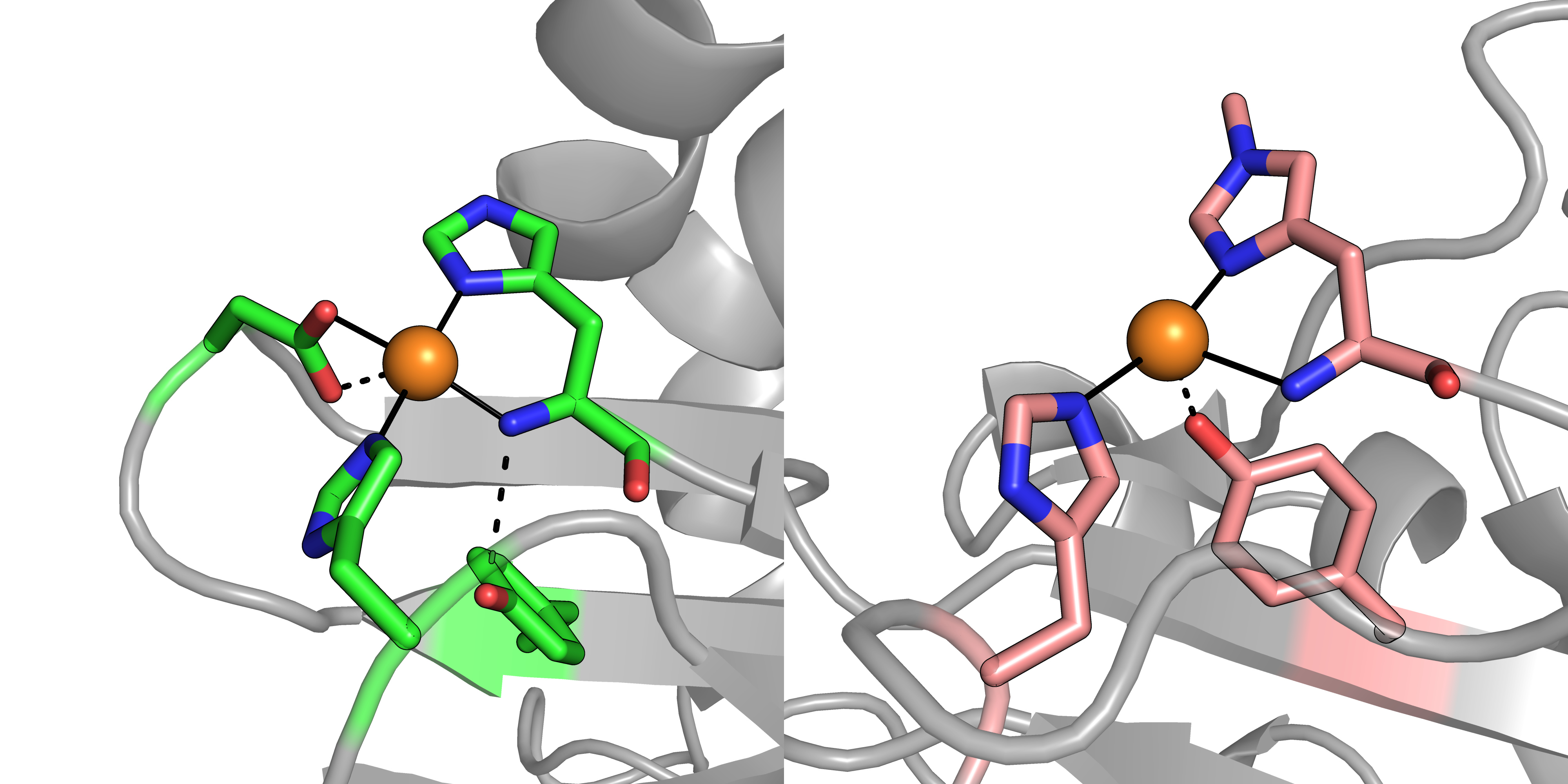Discovering a whole new family of copper-binding proteins