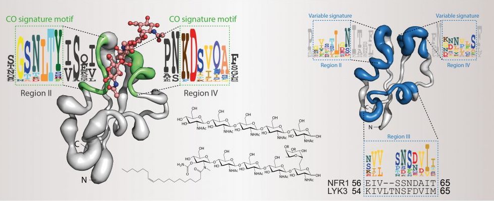 CERK receptors, model