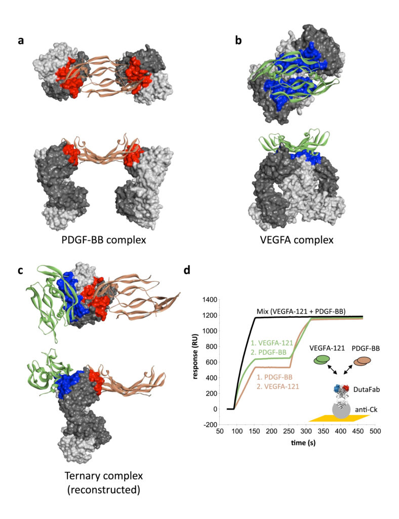 dutafabs, complexes VEGFA, PDGF