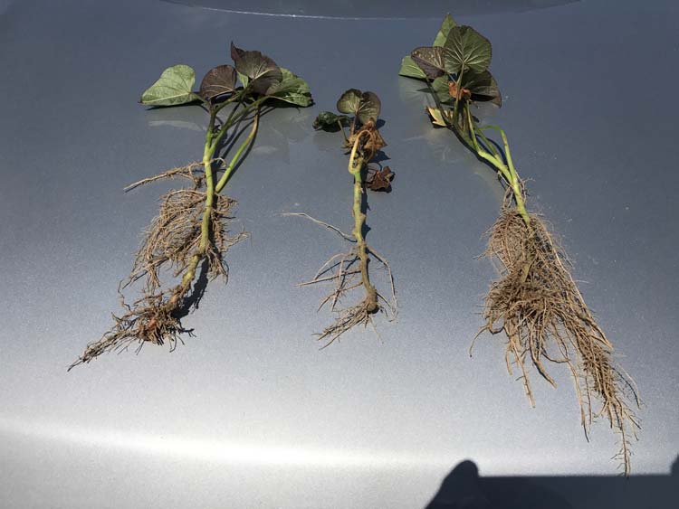 sweet potato root development