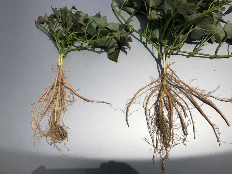 sweet potato root development