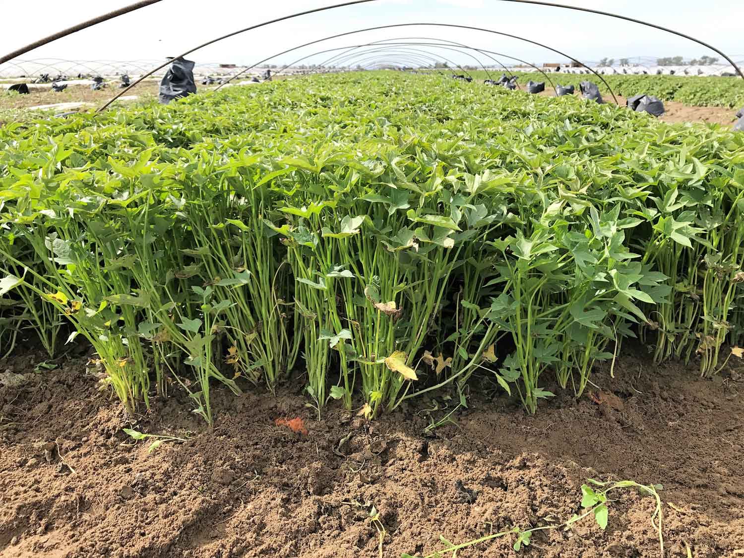 CarbonWorks Restore Doubles Sweet Potato Root Mass in 5