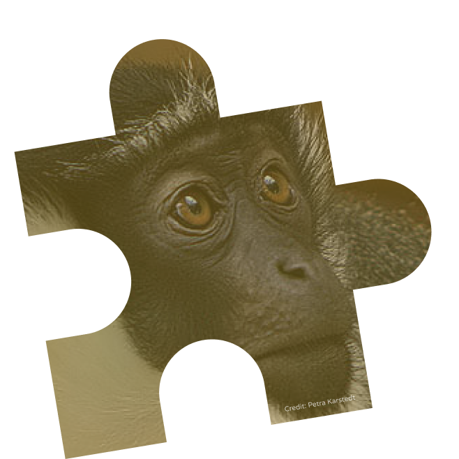 rolo monkey