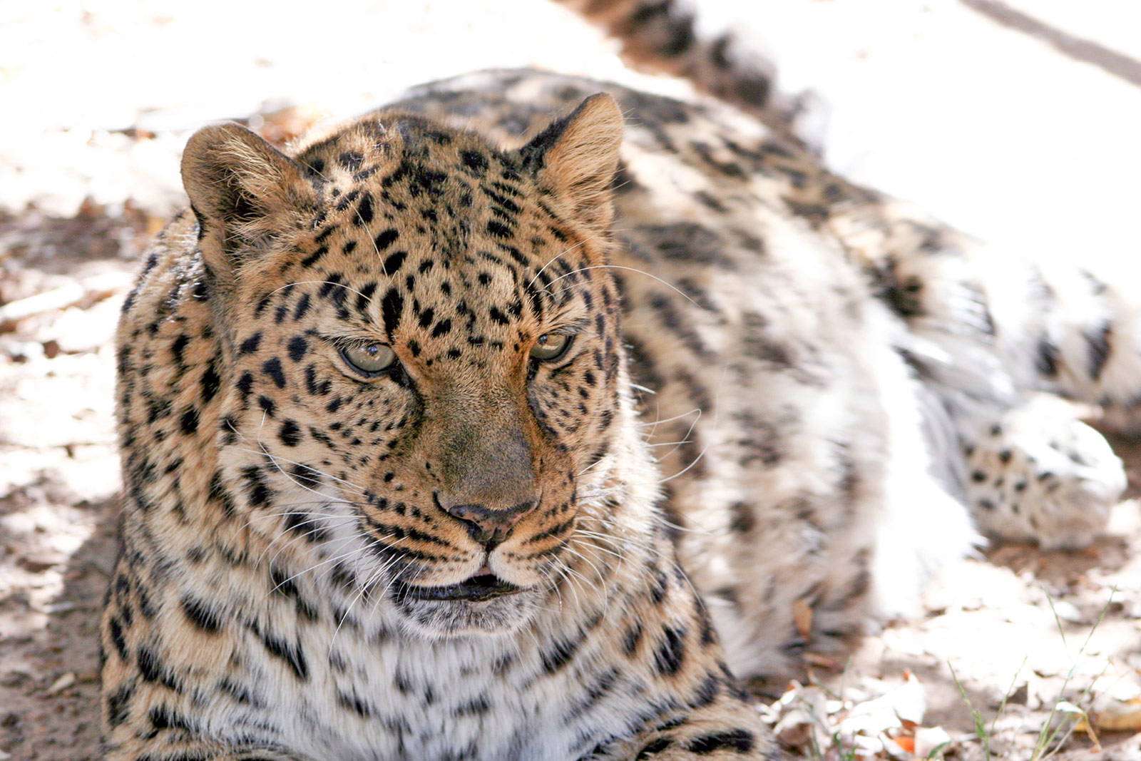 Leopards