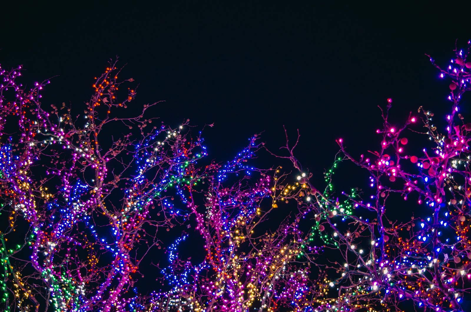 Stunning Holiday Lights on Trees