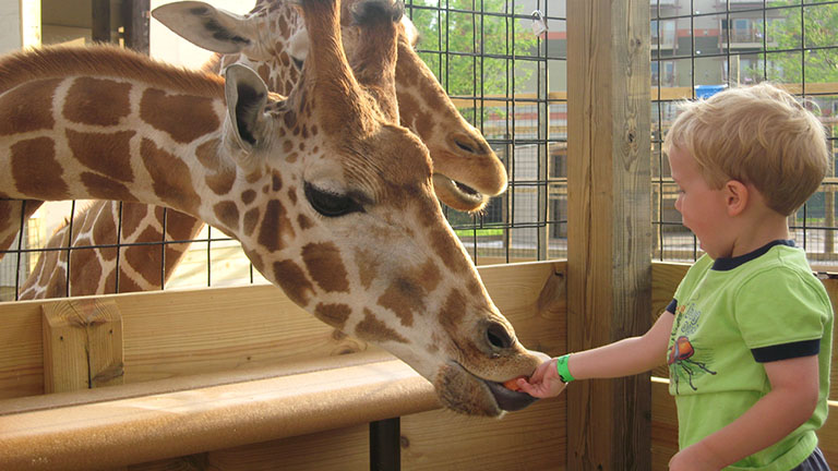 child feeding giraffes at Kalahari Safari Park