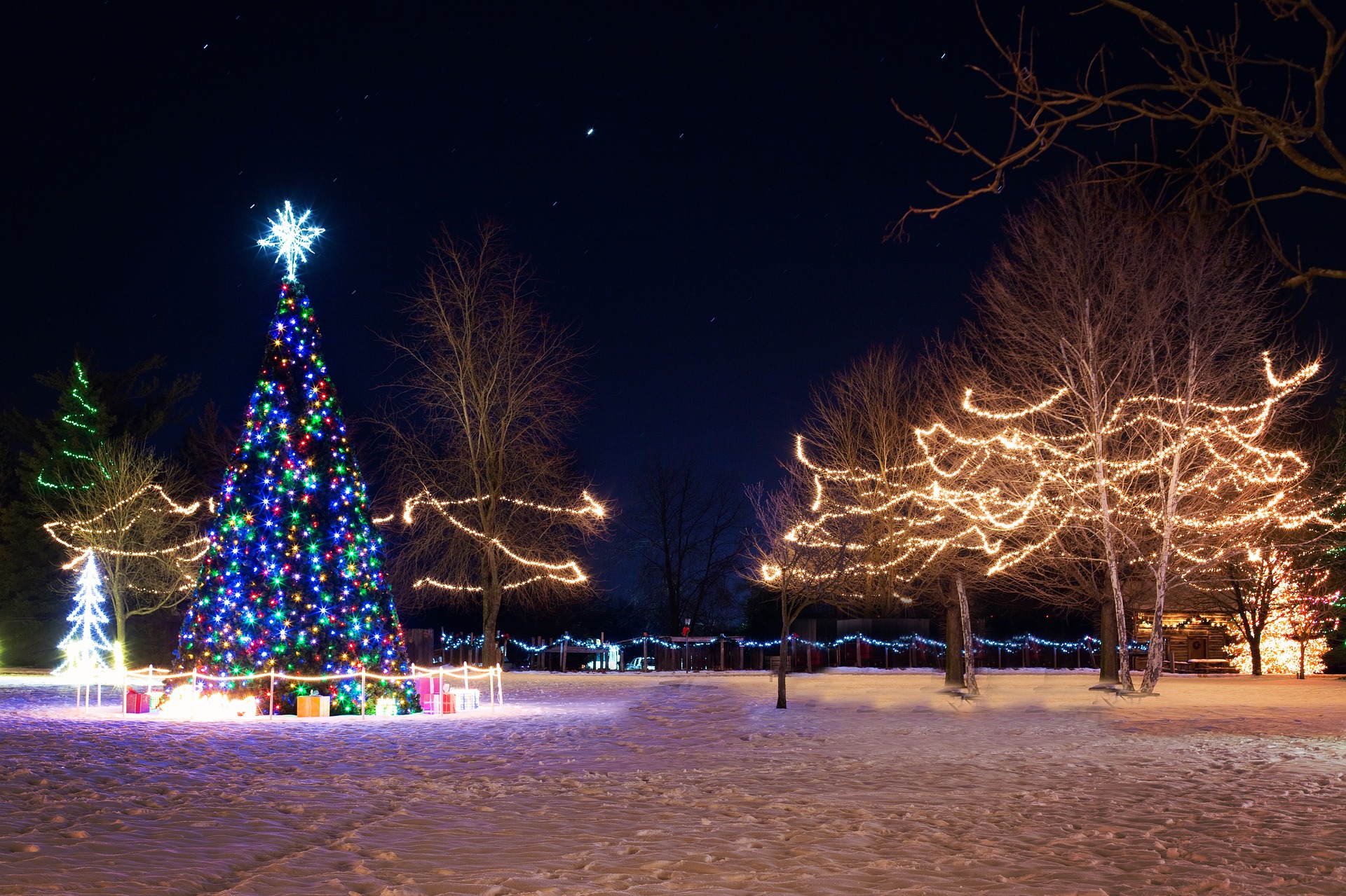 lights on large christmas tree for light up night
