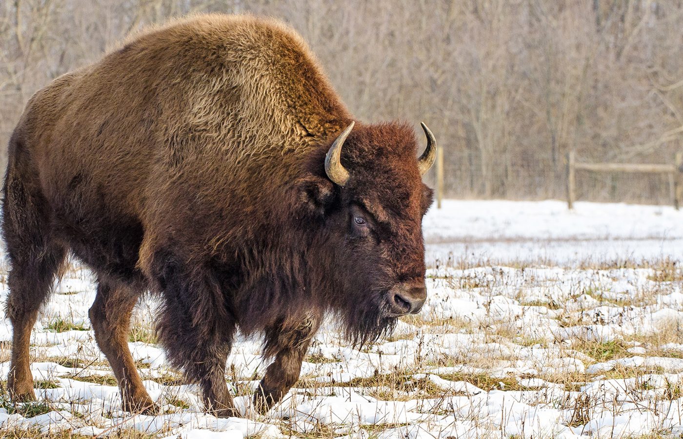 Buffalo in snow at Battelle Darby Creek