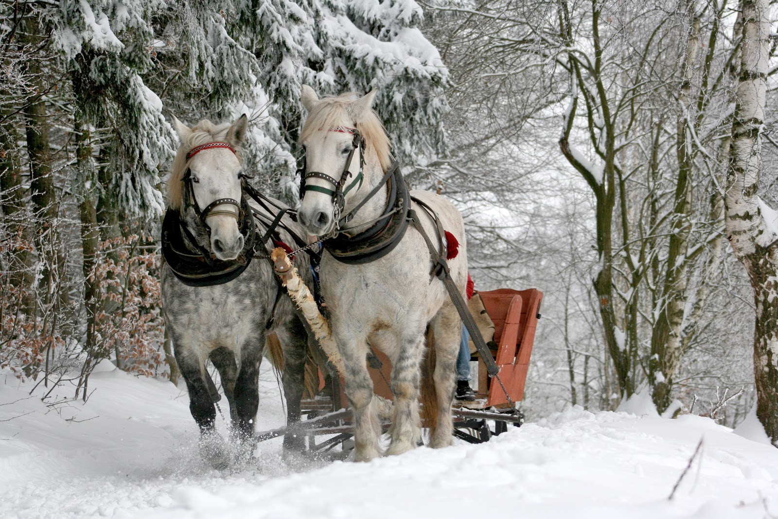 horses pulling sleigh through snow
