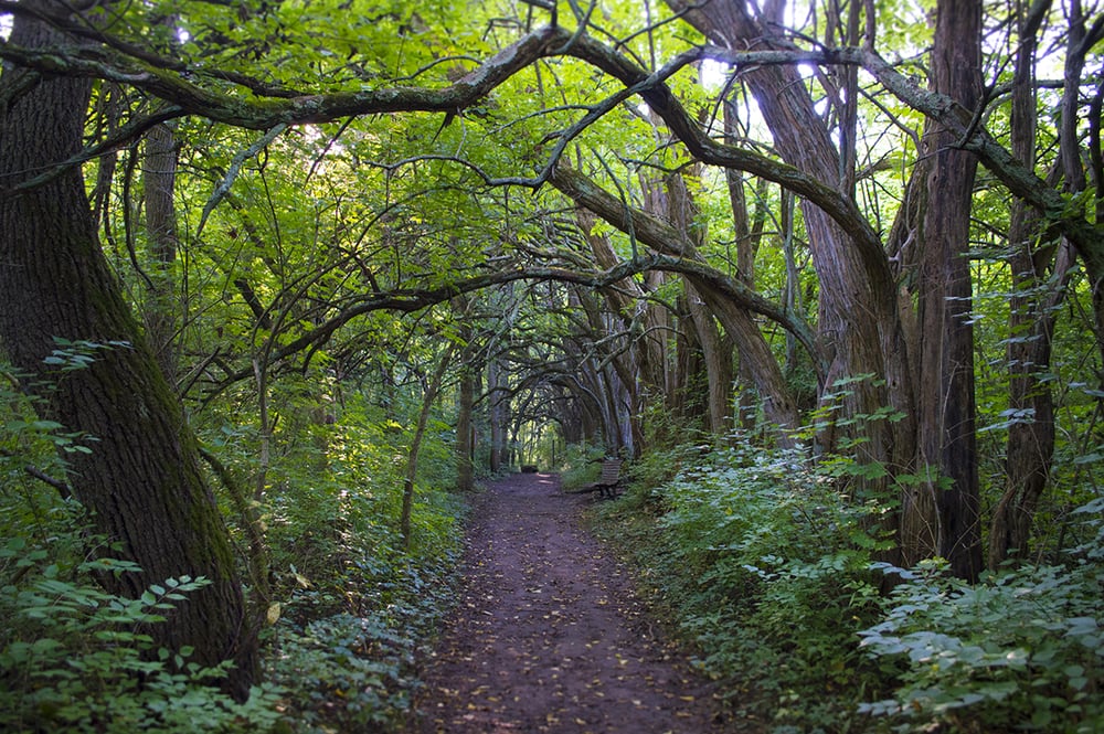Wooded path in Sugar Creek Park