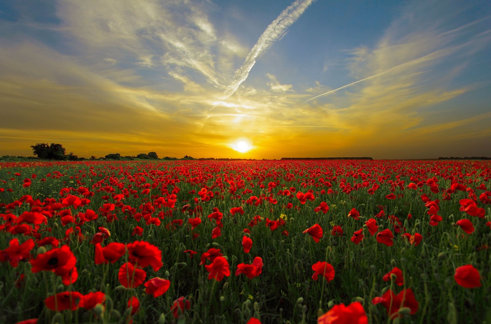 field of poppy flowers at dawn