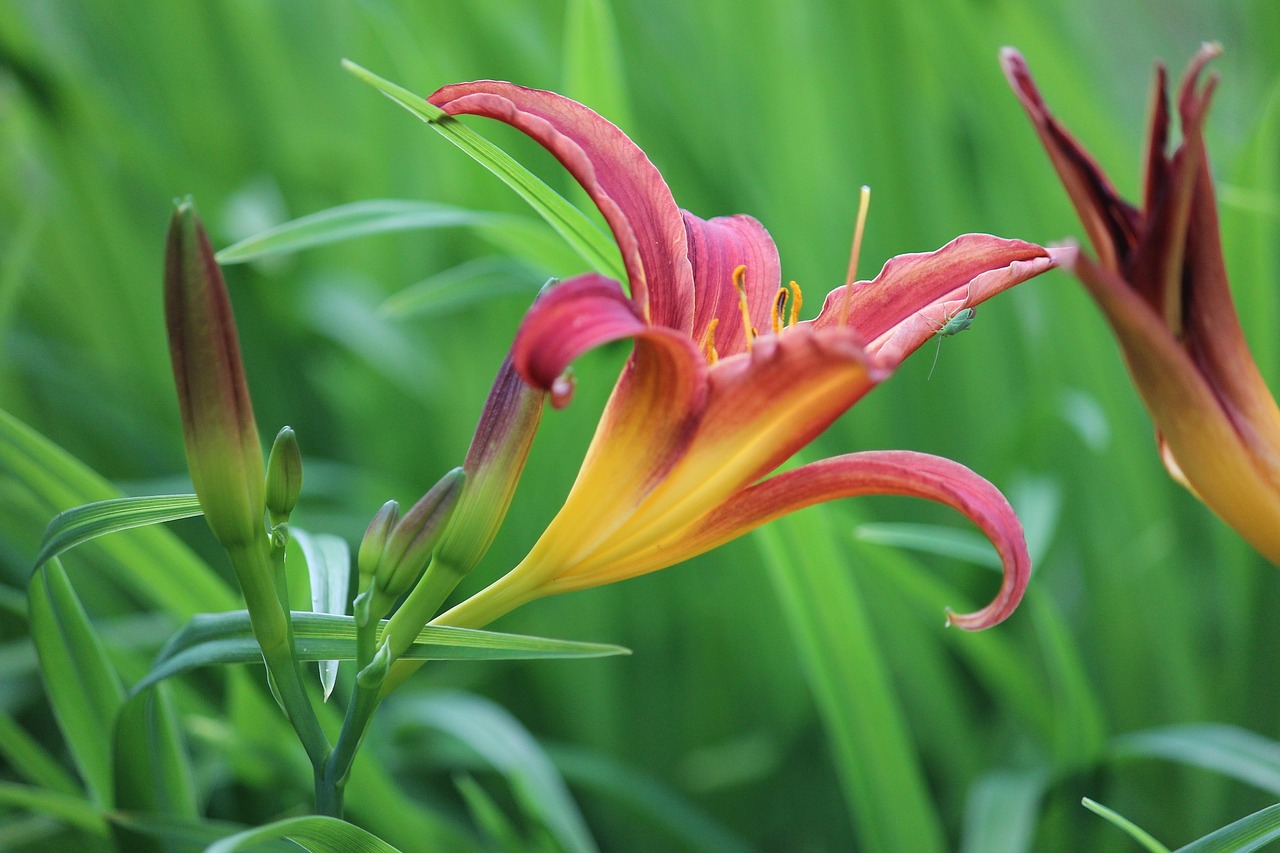 close-up of a red daylily