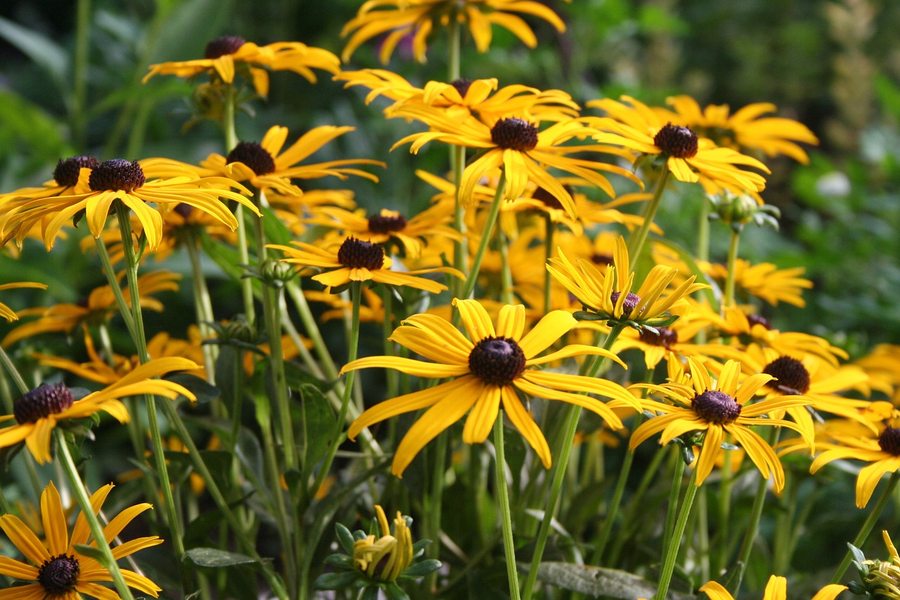 yellow Black-eyed Susan flowers