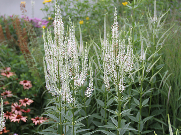 Culver's Root flowers in field