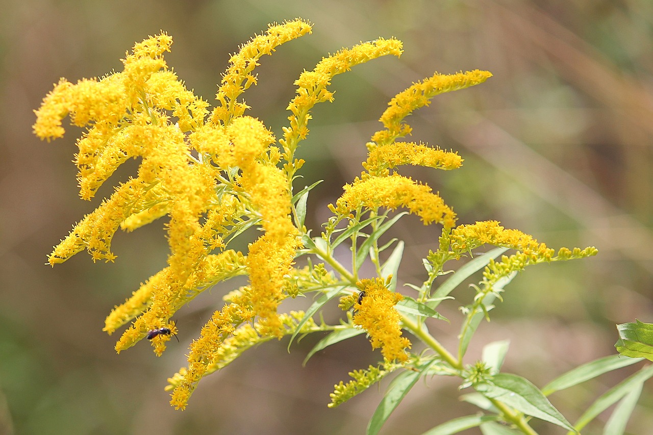 yellow Goldenrod