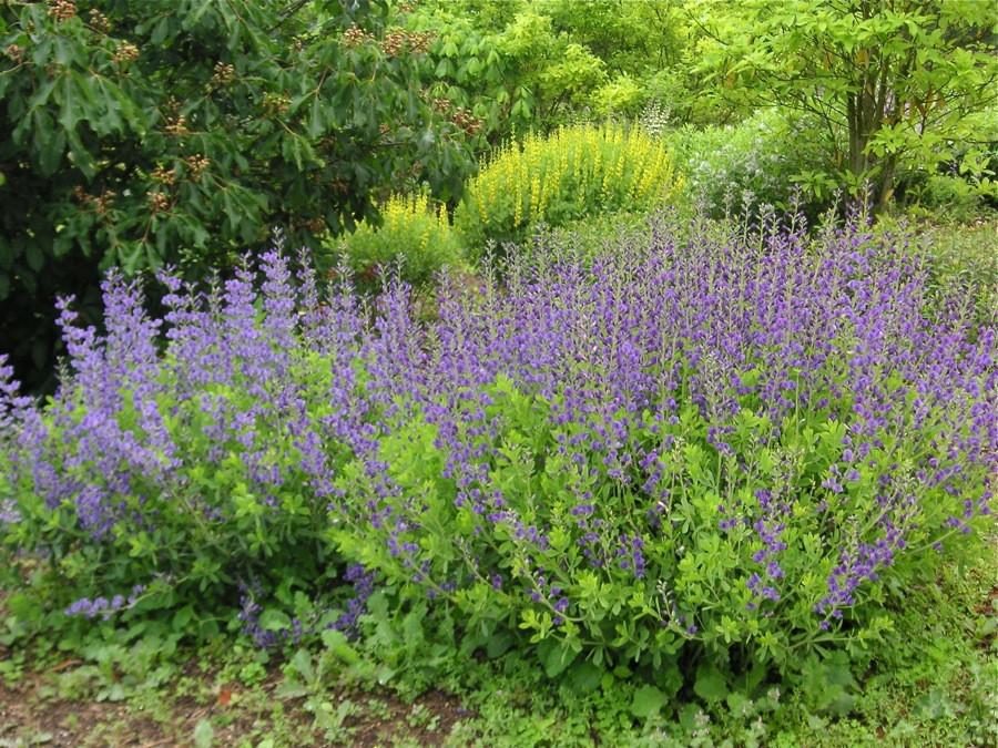 Blue False Indigo flowers