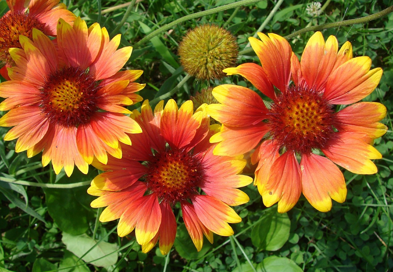 three red-orange blanket flowers