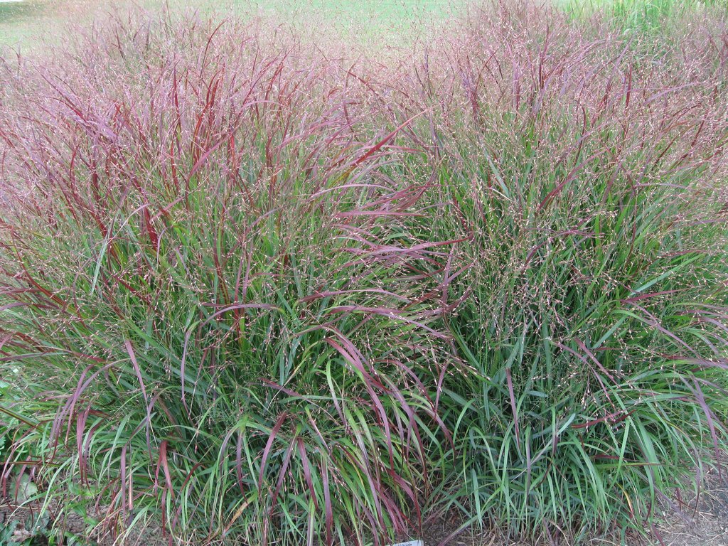 red Shenandoah switchgrass