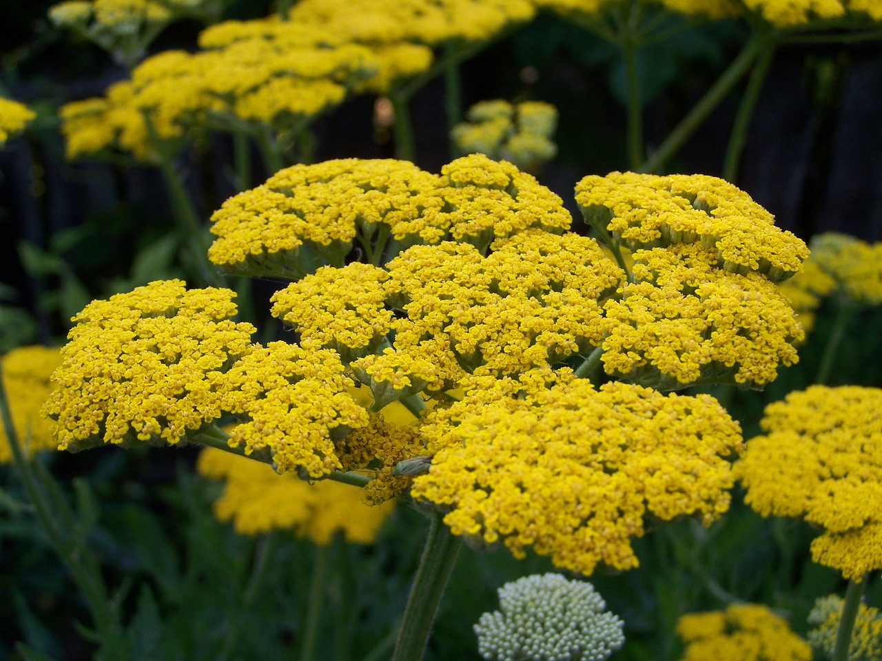 yellow yarrows