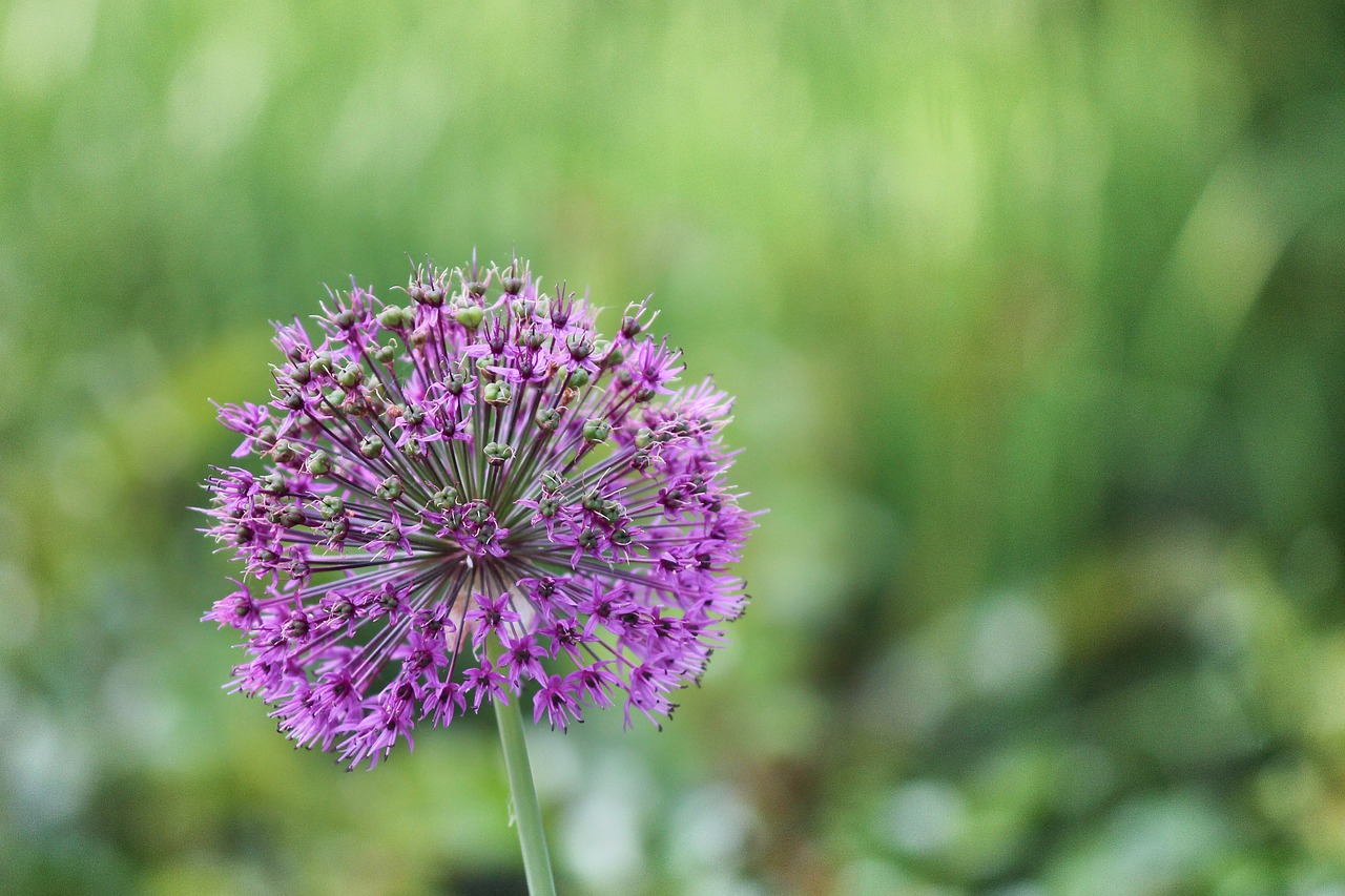 close-up of a purple allium