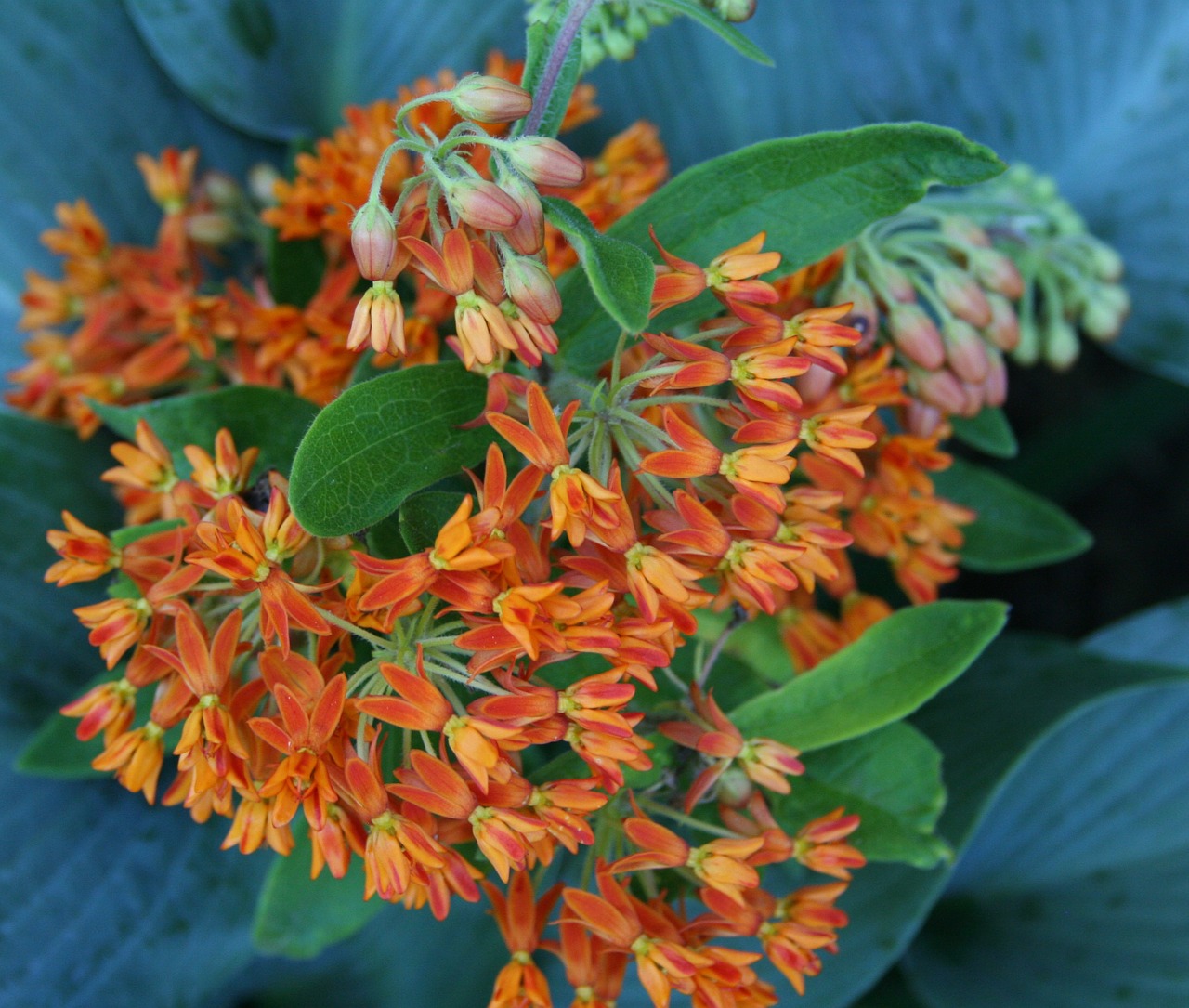 orange Butterfly Weed flowers