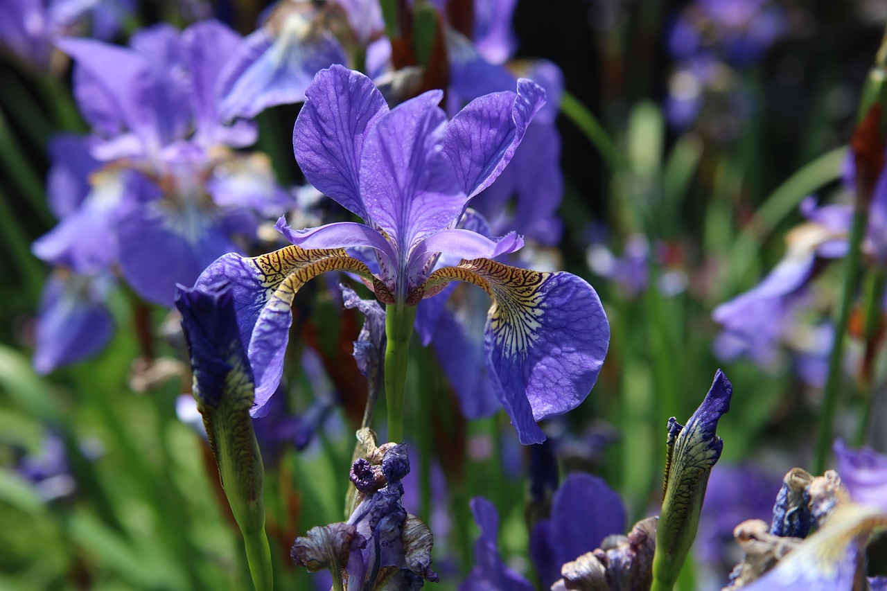 violet colored blue flag iris