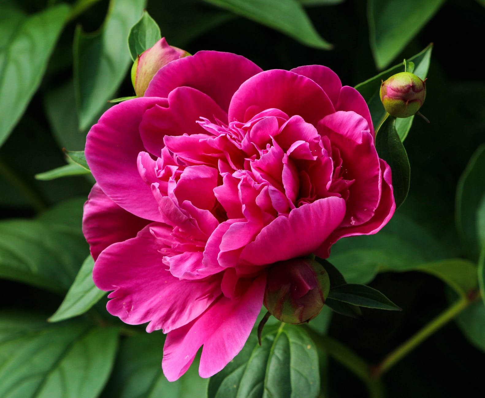 close-up of a pink peony
