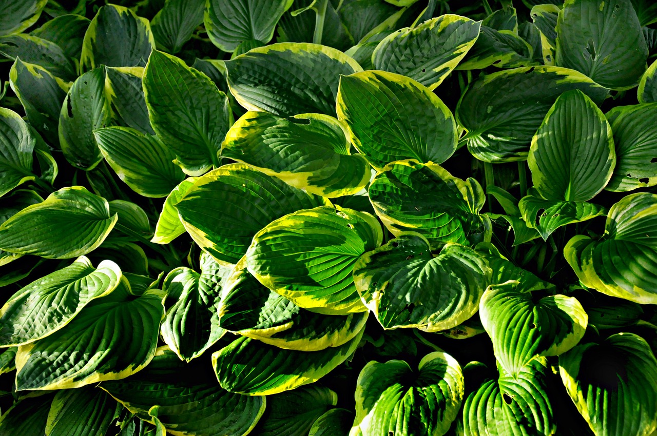 Frances Williams hostas