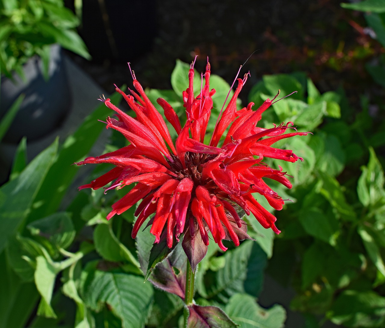 red bee balm