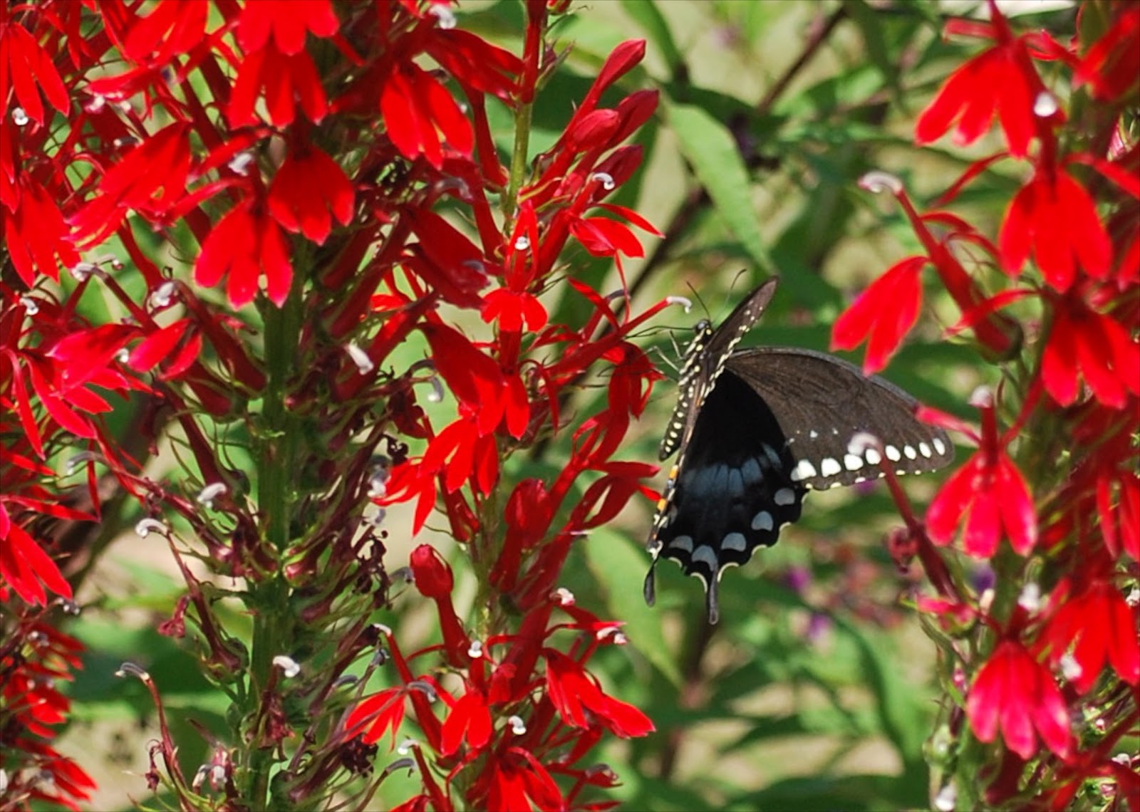 black butterfly on red cardinal flowers