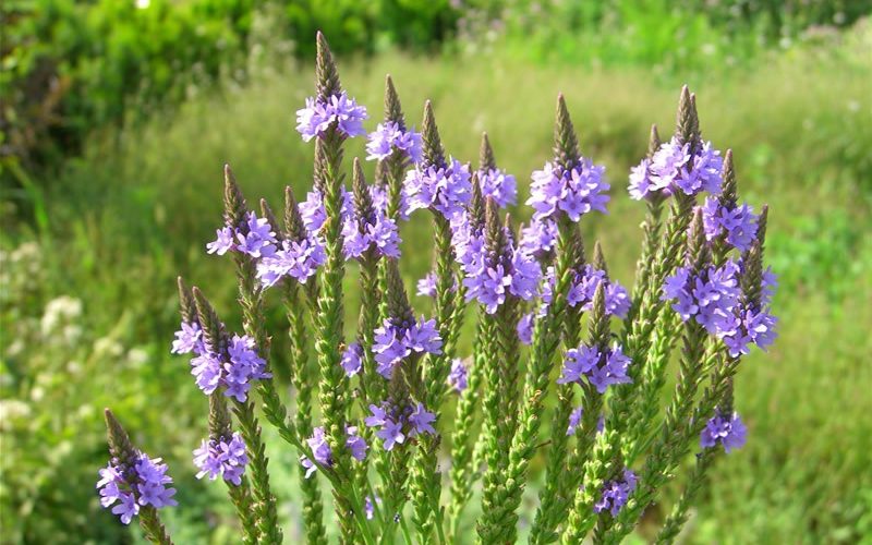 Blue Vervain flowers
