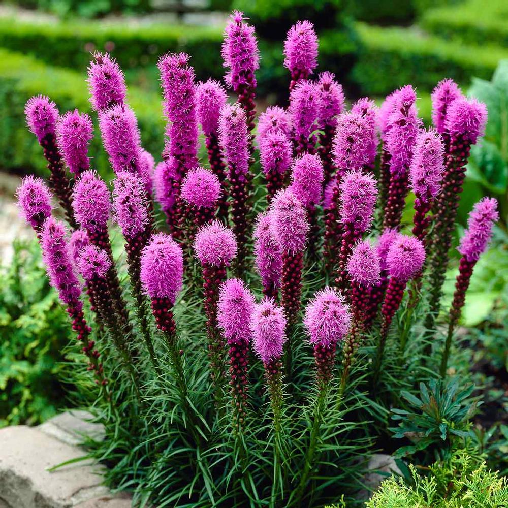 pink blazing star flowers