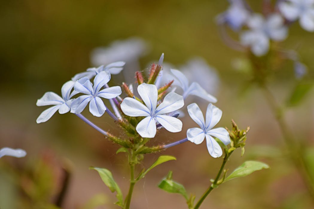 blue Leadwort