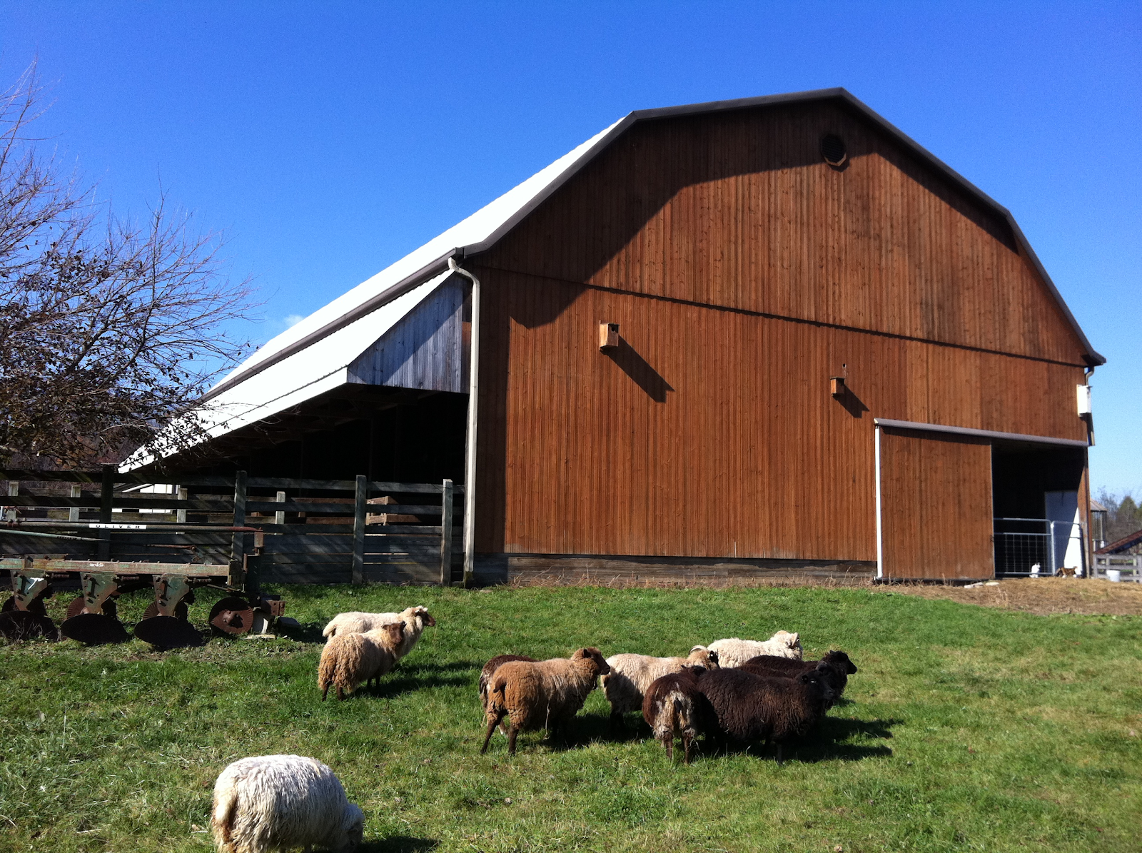 Sheep and a barn at Stratford Ecological Center in Delaware, Ohio