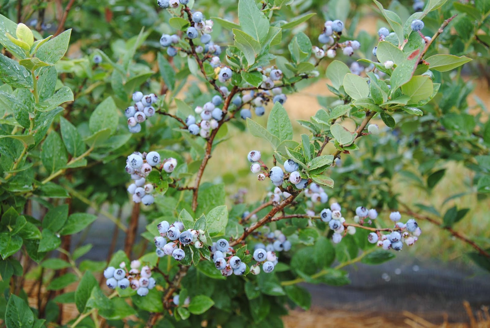 close-up of a blueberry plant