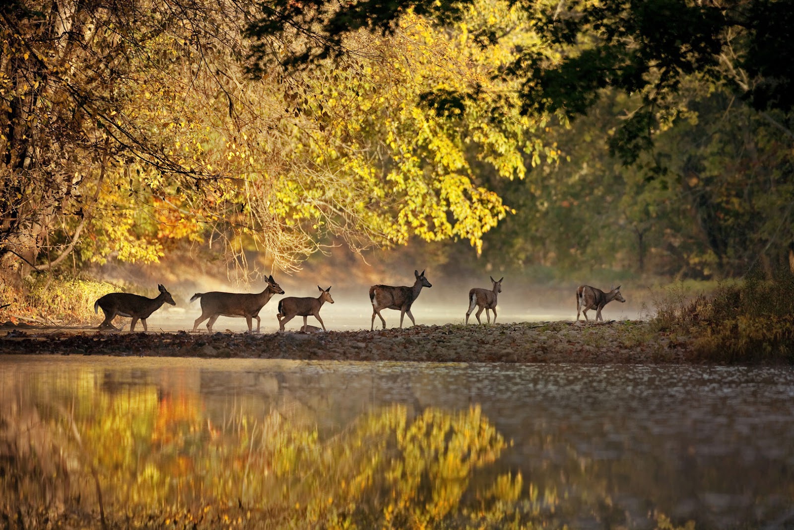 Prairie Oaks
