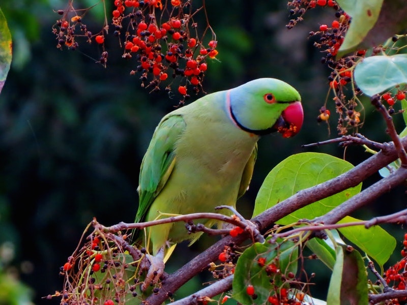 bird